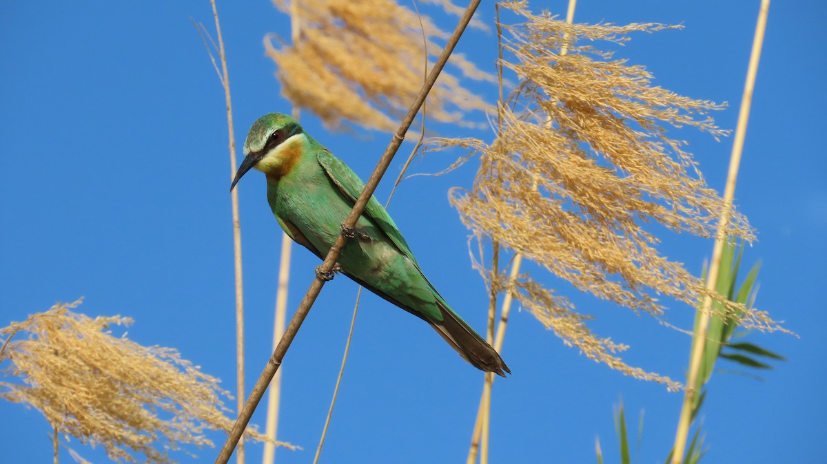 Blue-cheeked Bee-eater - ML645158595