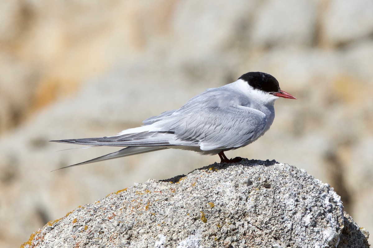 Arctic Tern - ML645158602