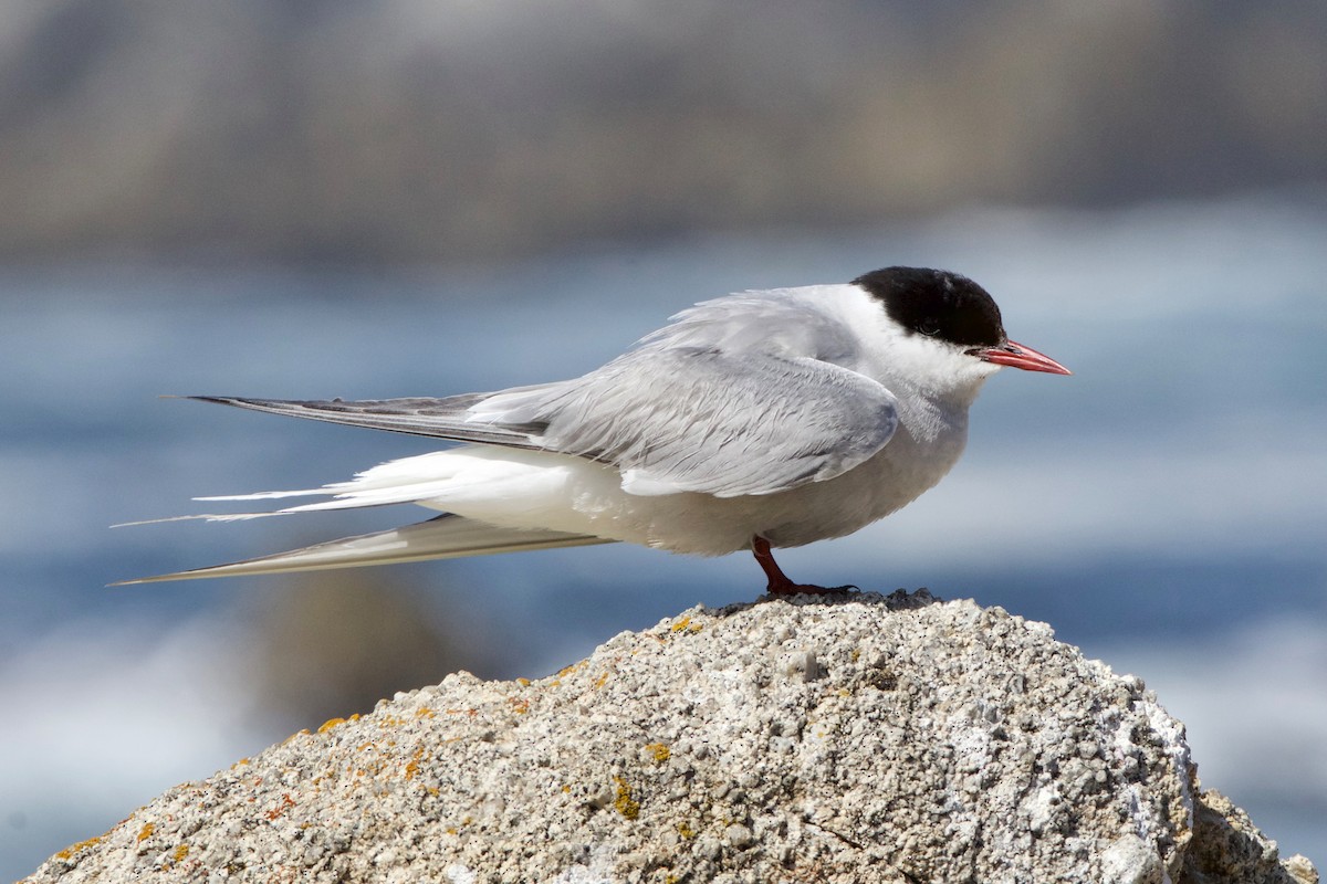 Arctic Tern - ML645158603