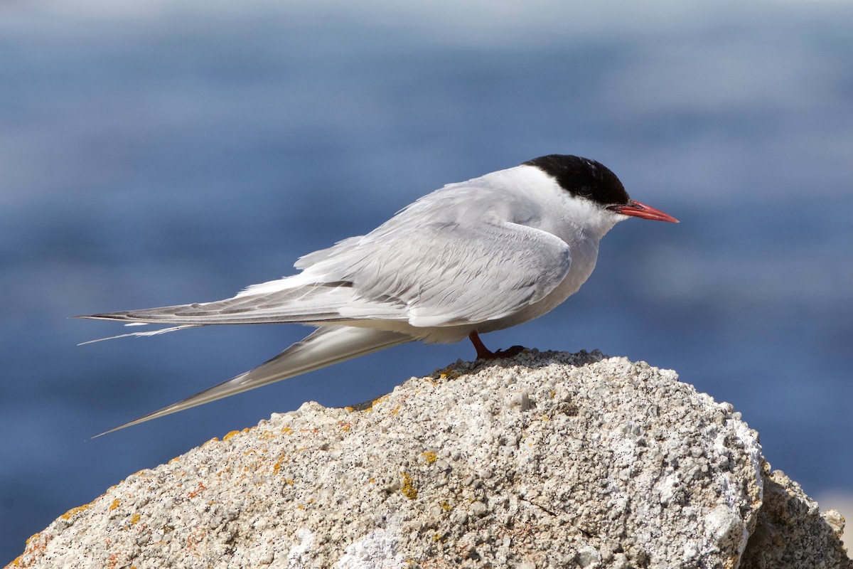 Arctic Tern - ML645158604