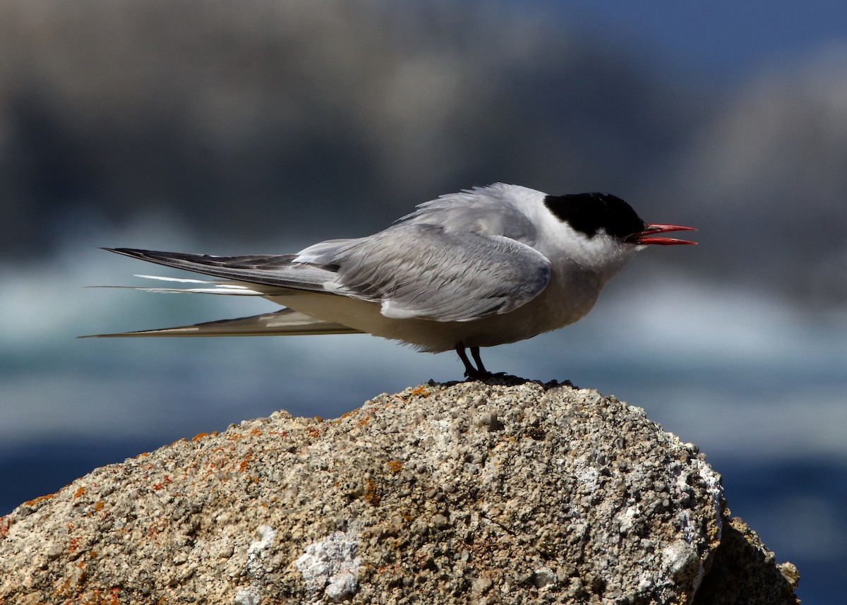 Arctic Tern - ML645158605