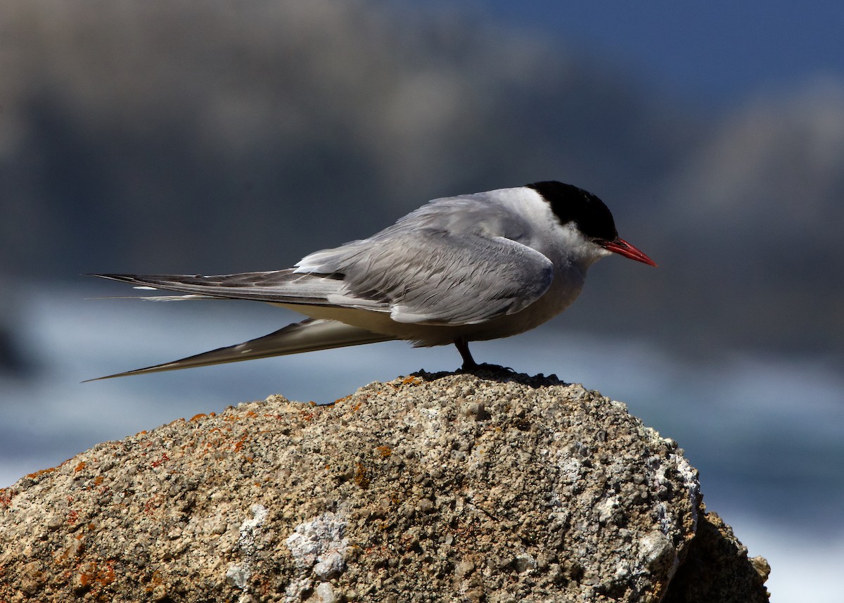 Arctic Tern - ML645158606