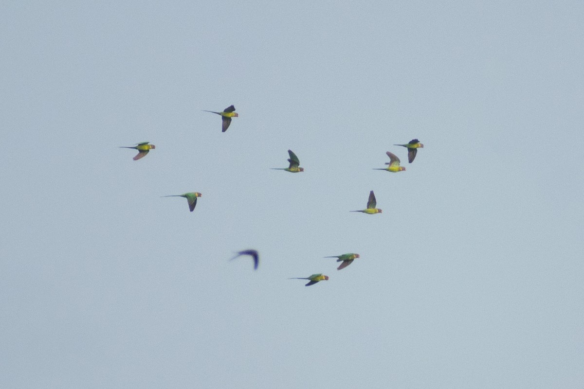 Erik Başlı Yeşil Papağan - ML645158620