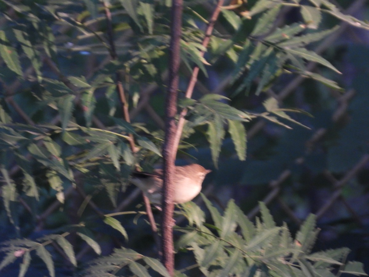 Greenish Warbler - ML645158622