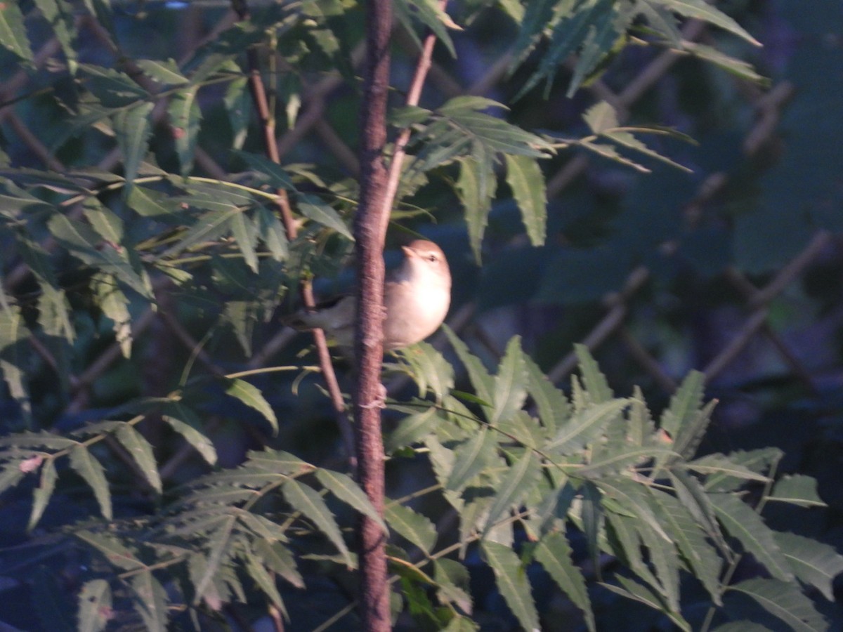 Greenish Warbler - ML645158623