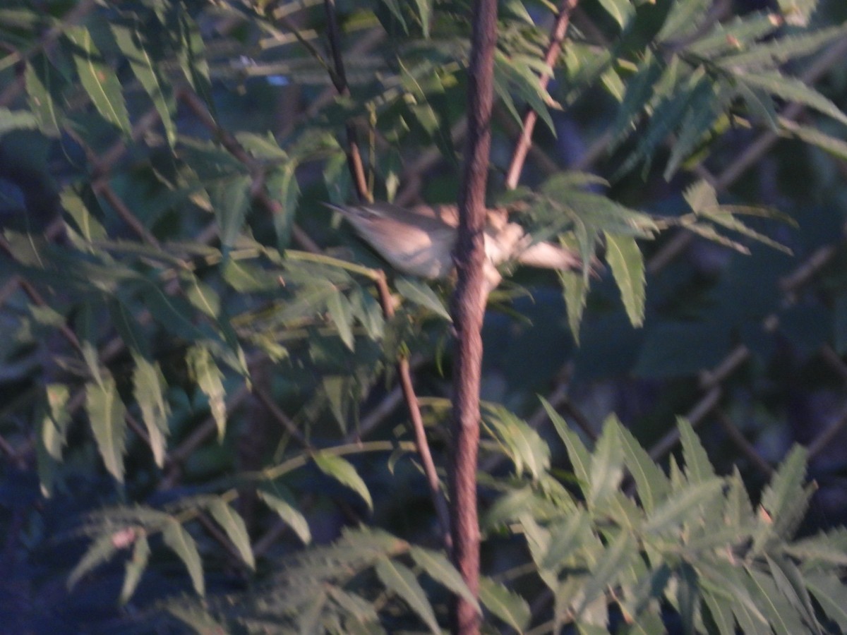 Greenish Warbler - ML645158624