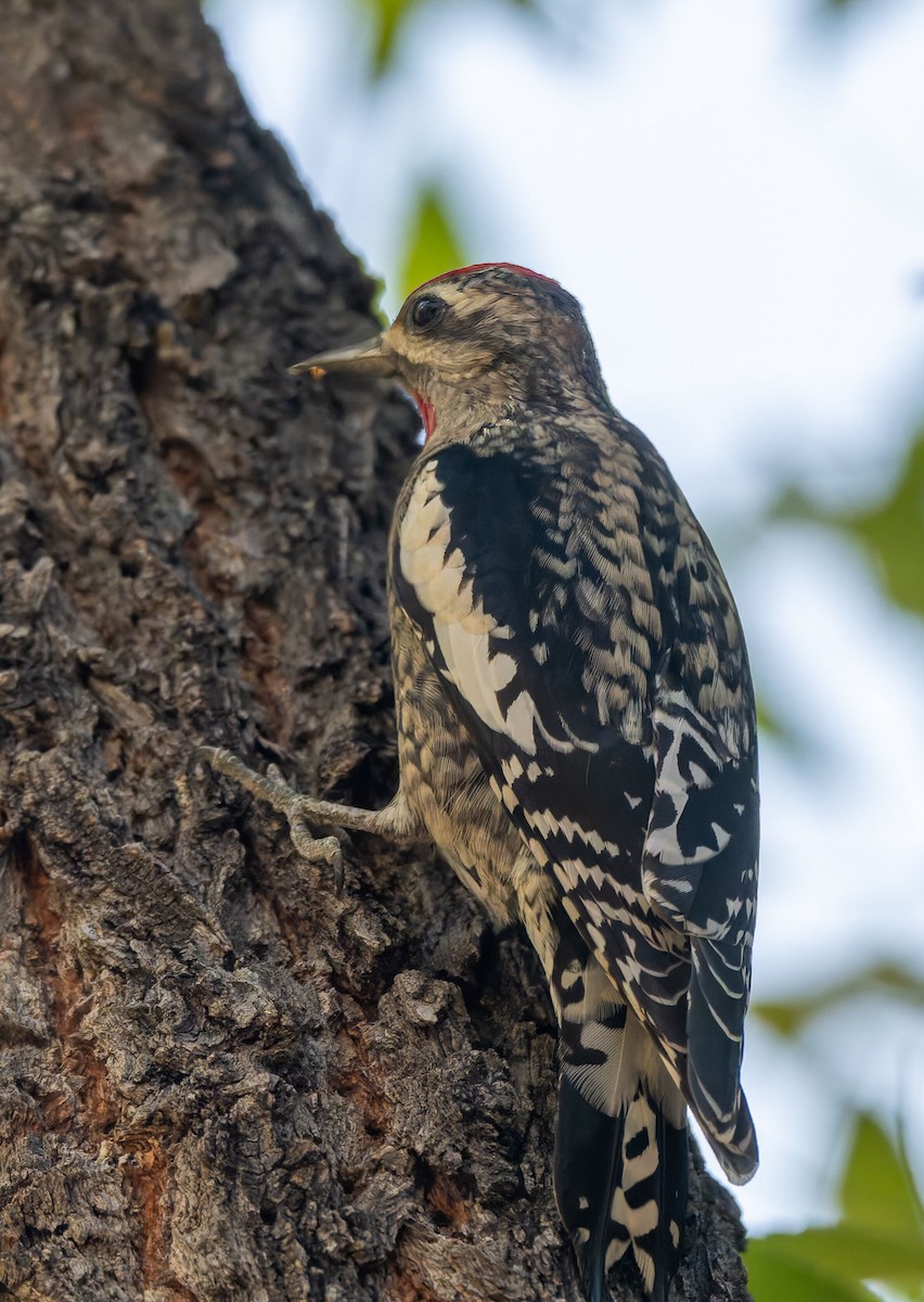 Yellow-bellied Sapsucker - ML645158629