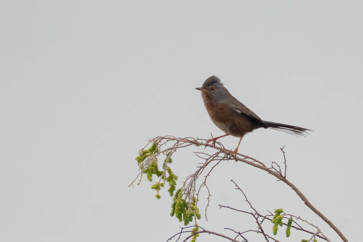 Etze-txinboa - ML645158662