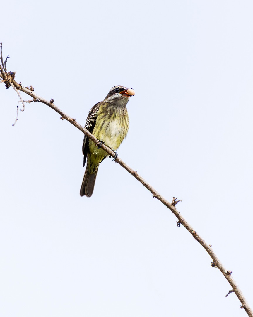 Piratic Flycatcher - ML645158668