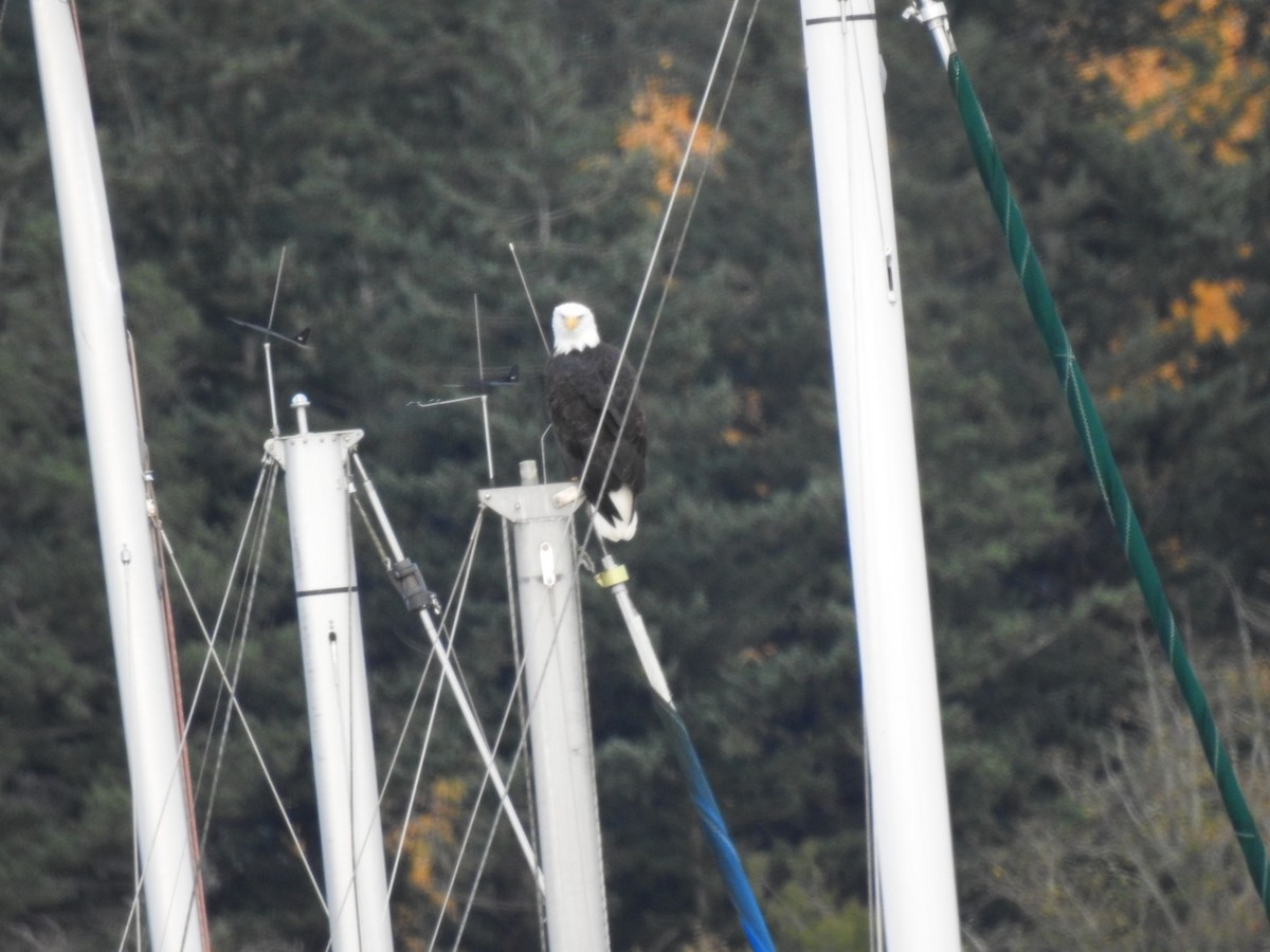 Pygargue à tête blanche - ML645158689