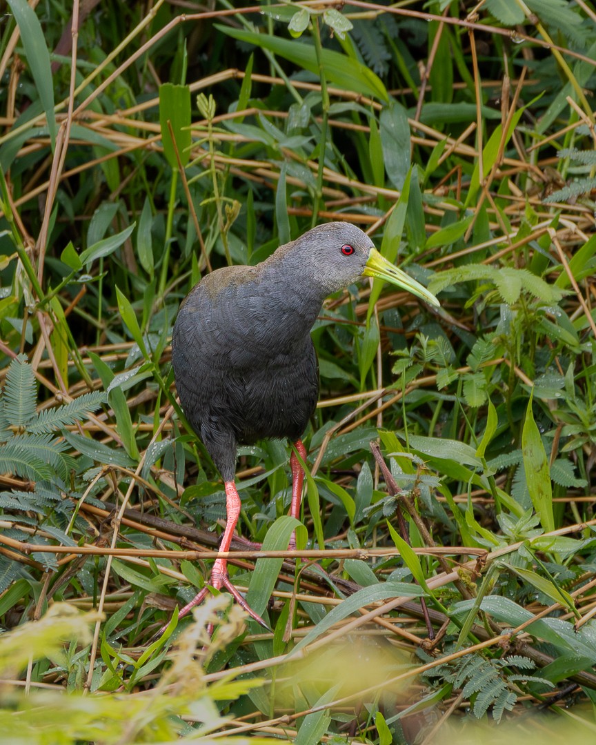 Râle noirâtre - ML645158712