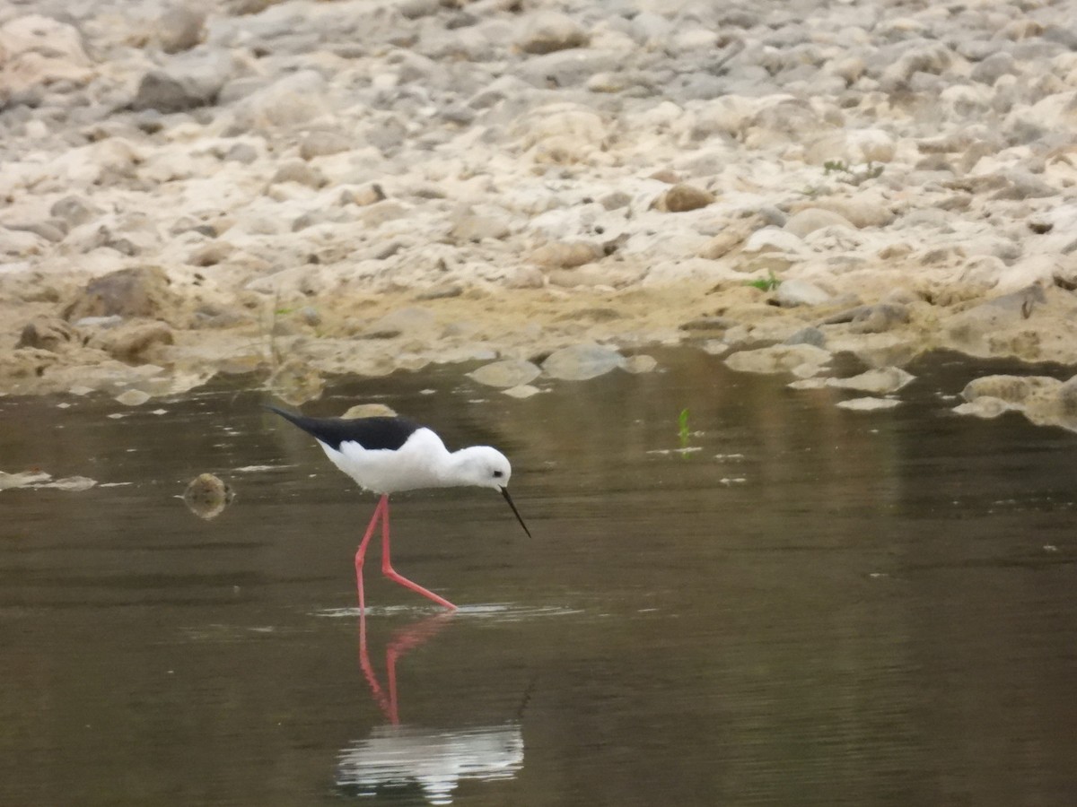 高蹺鴴 - ML645158725