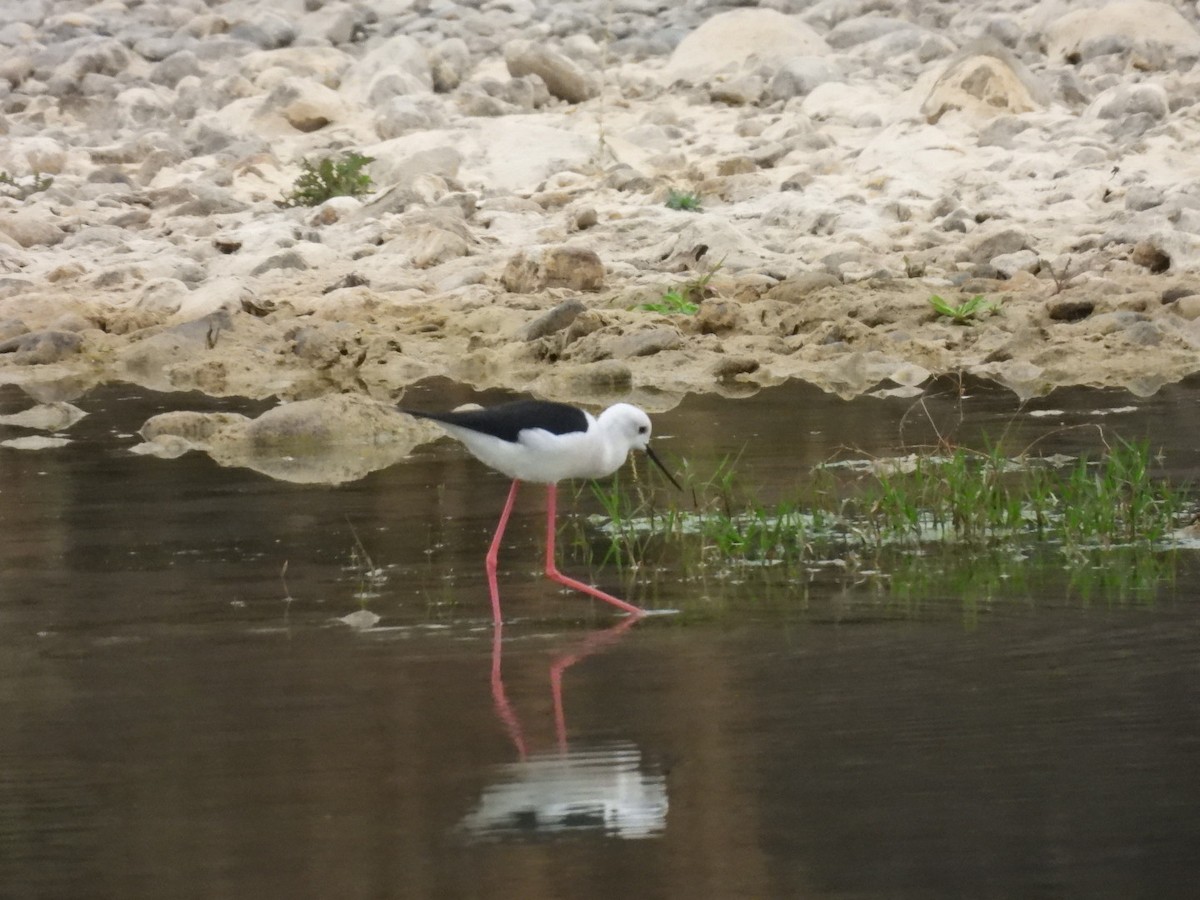 高蹺鴴 - ML645158726