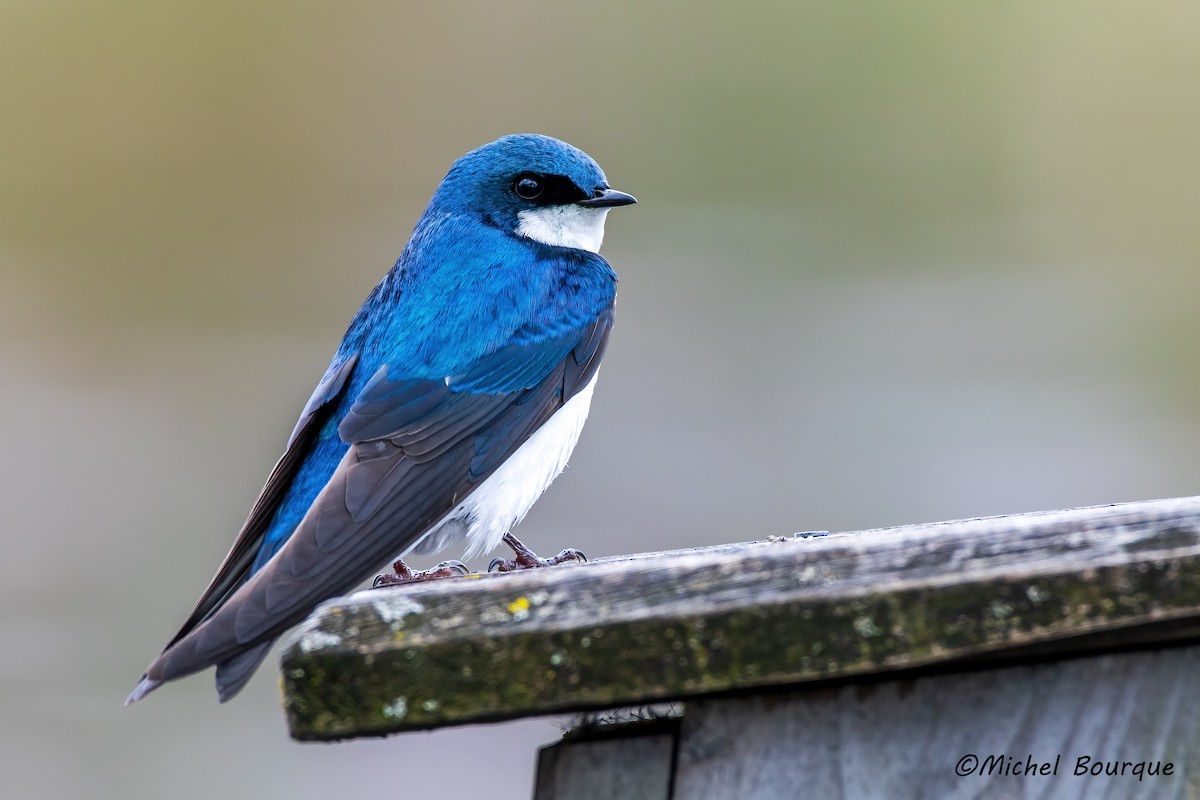Tree Swallow - ML645158738