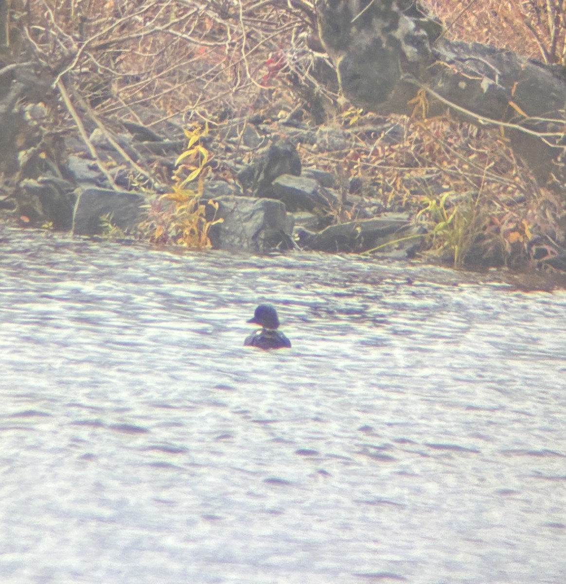 Barrow's Goldeneye - ML645158743