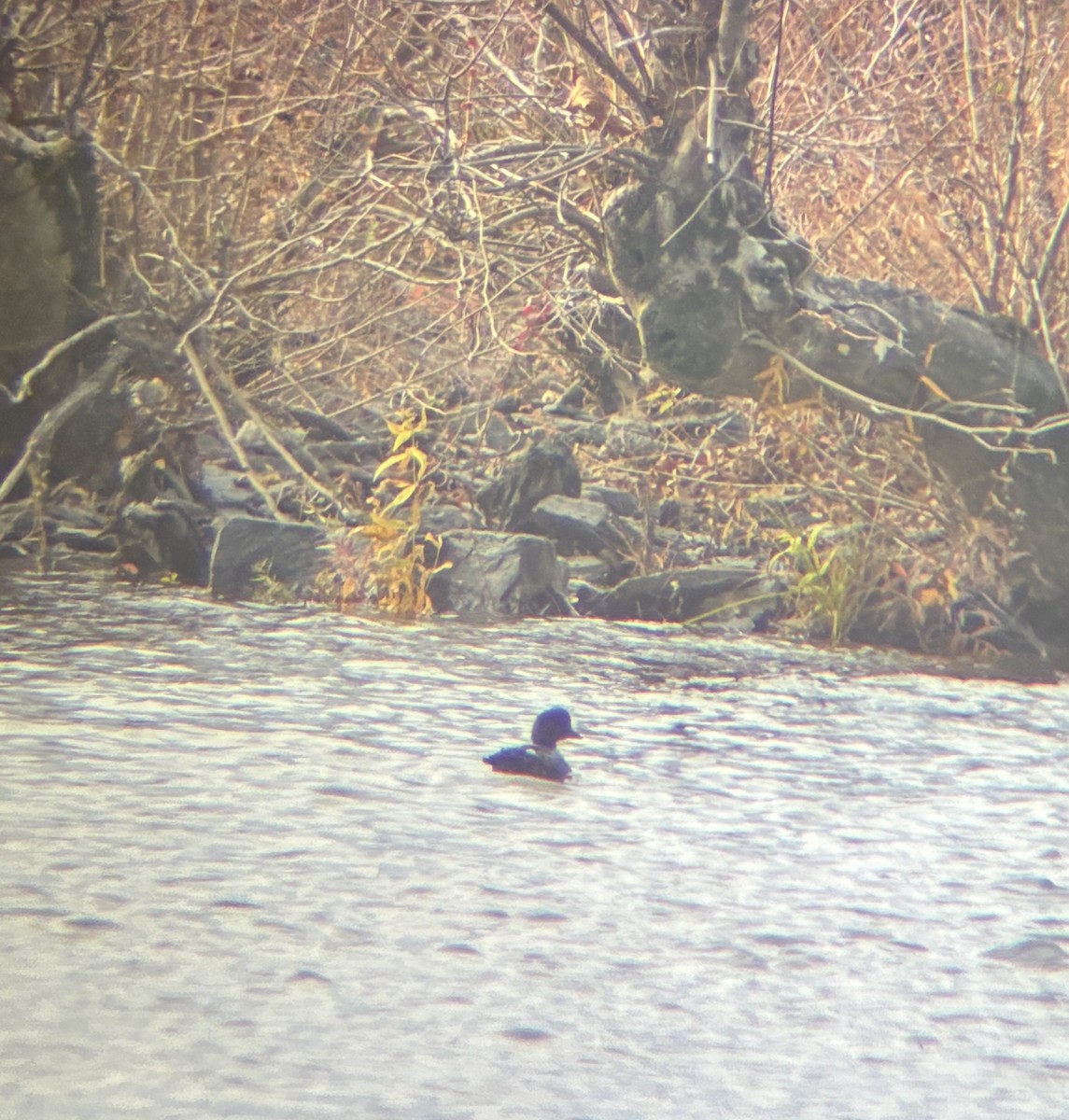 Barrow's Goldeneye - ML645158744