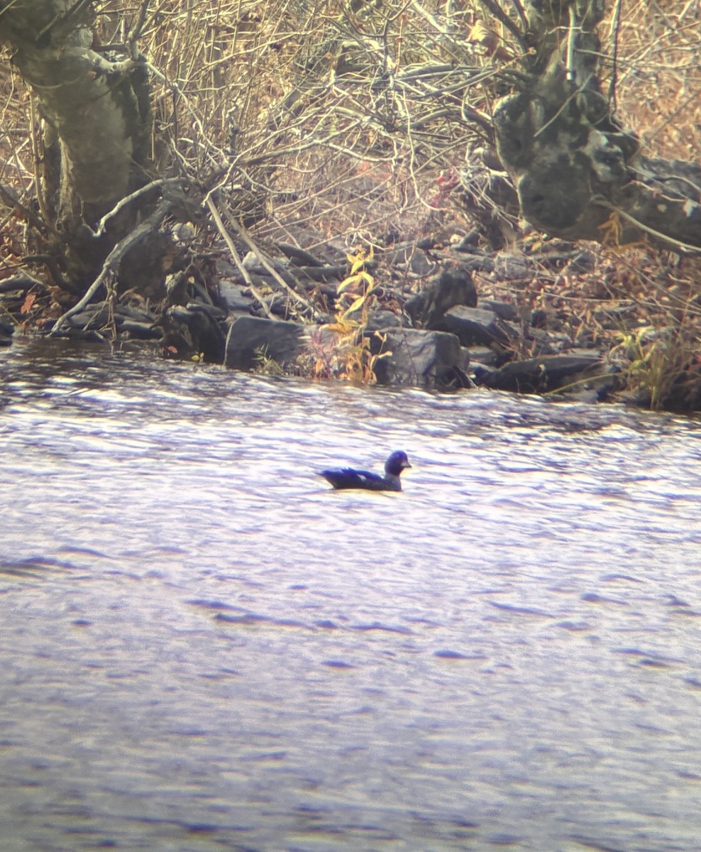 Barrow's Goldeneye - ML645158745