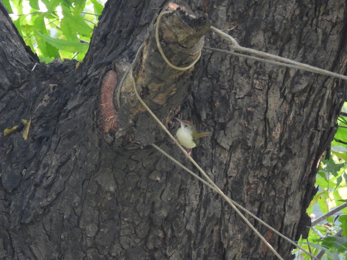 langstjertskredderfugl - ML645158746