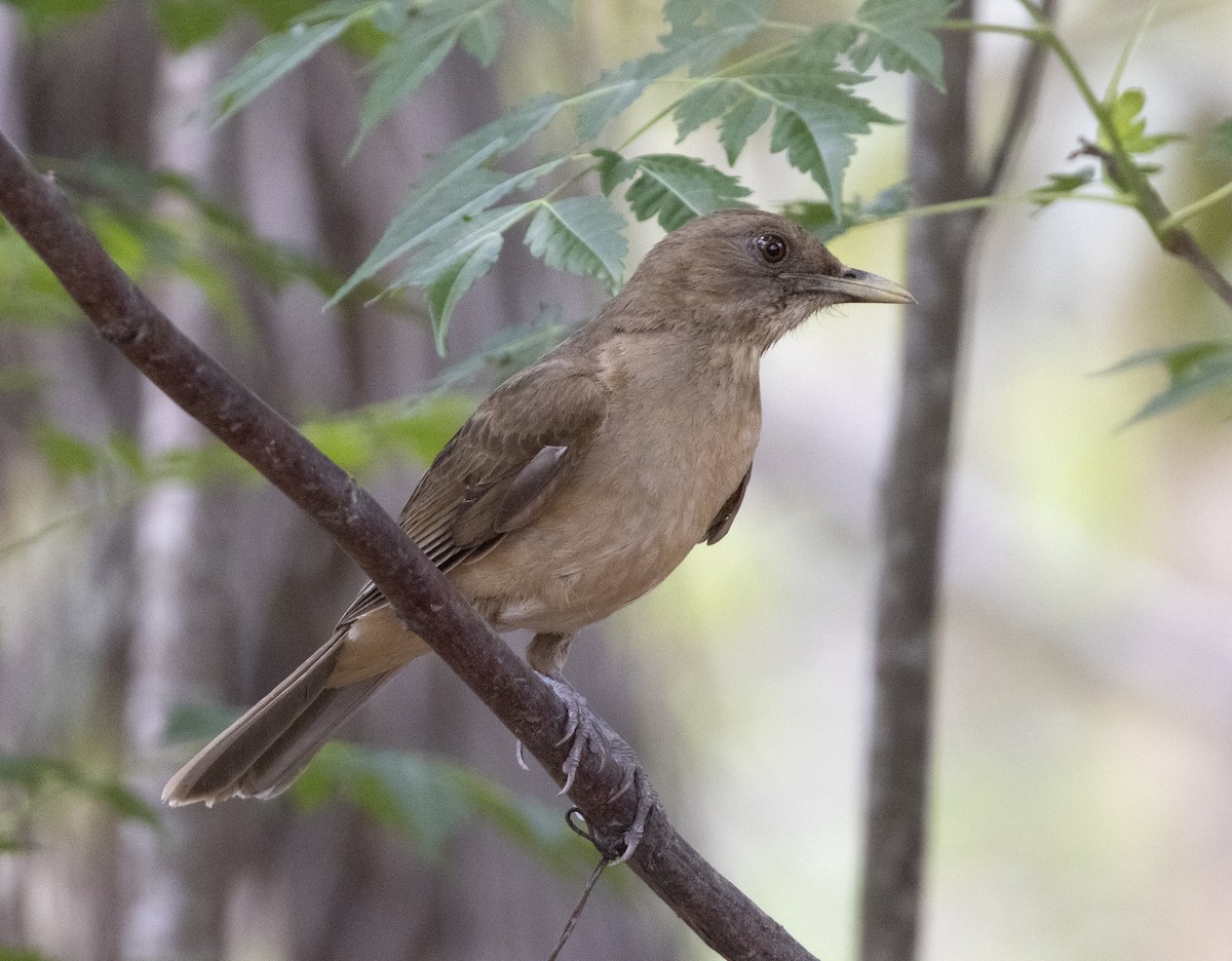 Clay-colored Thrush - ML645158749