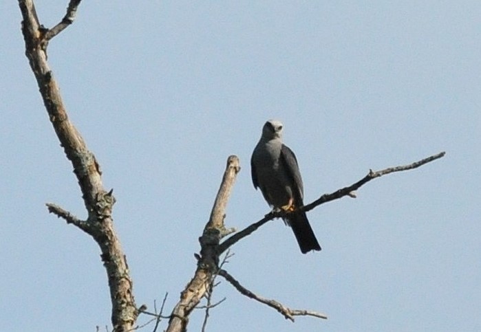 Mississippi Kite - ML645158753