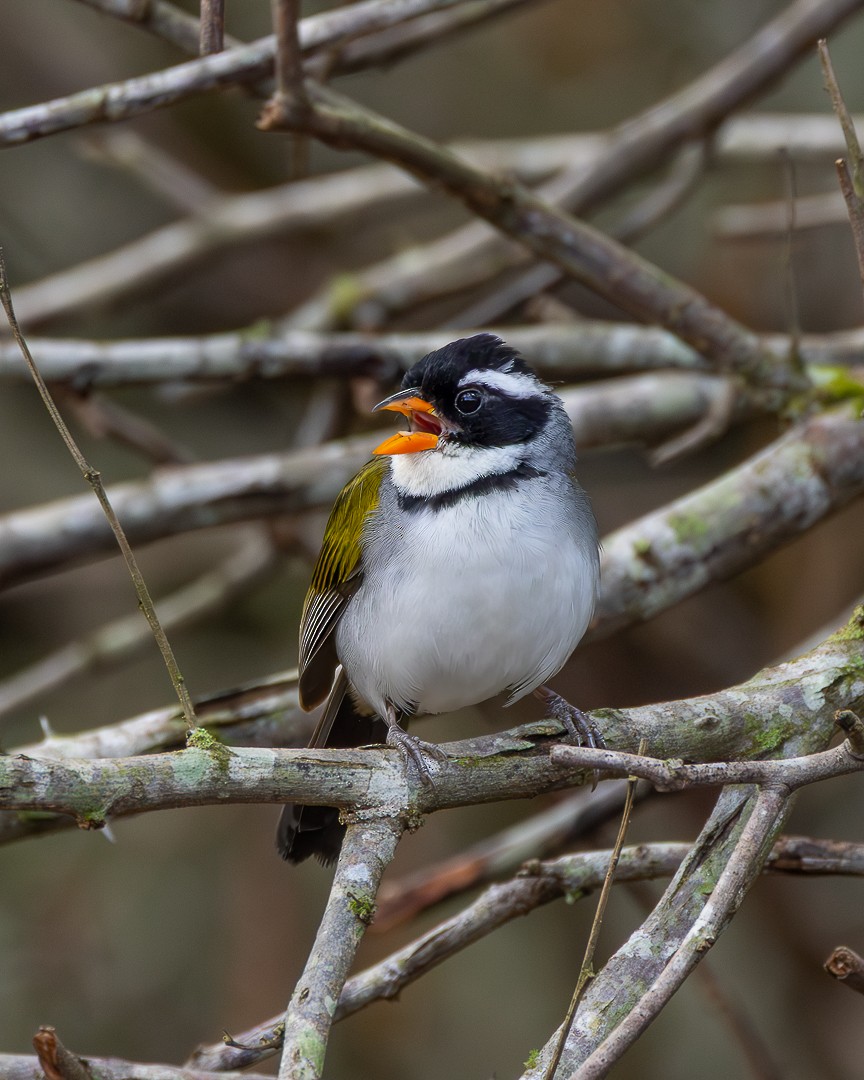 Saffron-billed Sparrow (Saffron-billed) - ML645158761