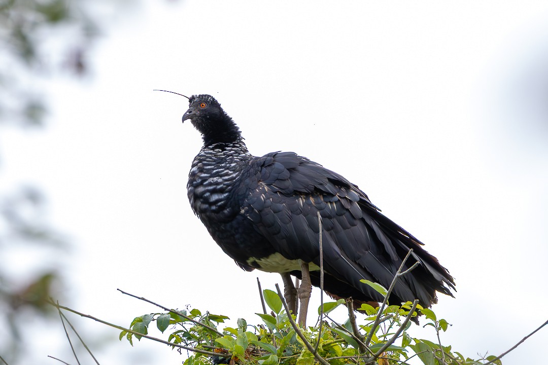 Horned Screamer - ML645158770