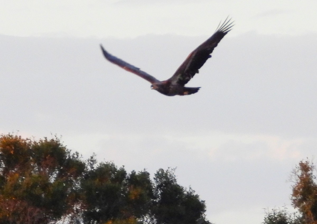 Pygargue à tête blanche - ML645158792