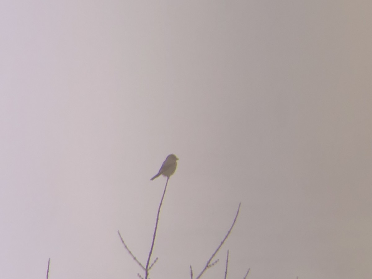 Northern Shrike - ML645158803