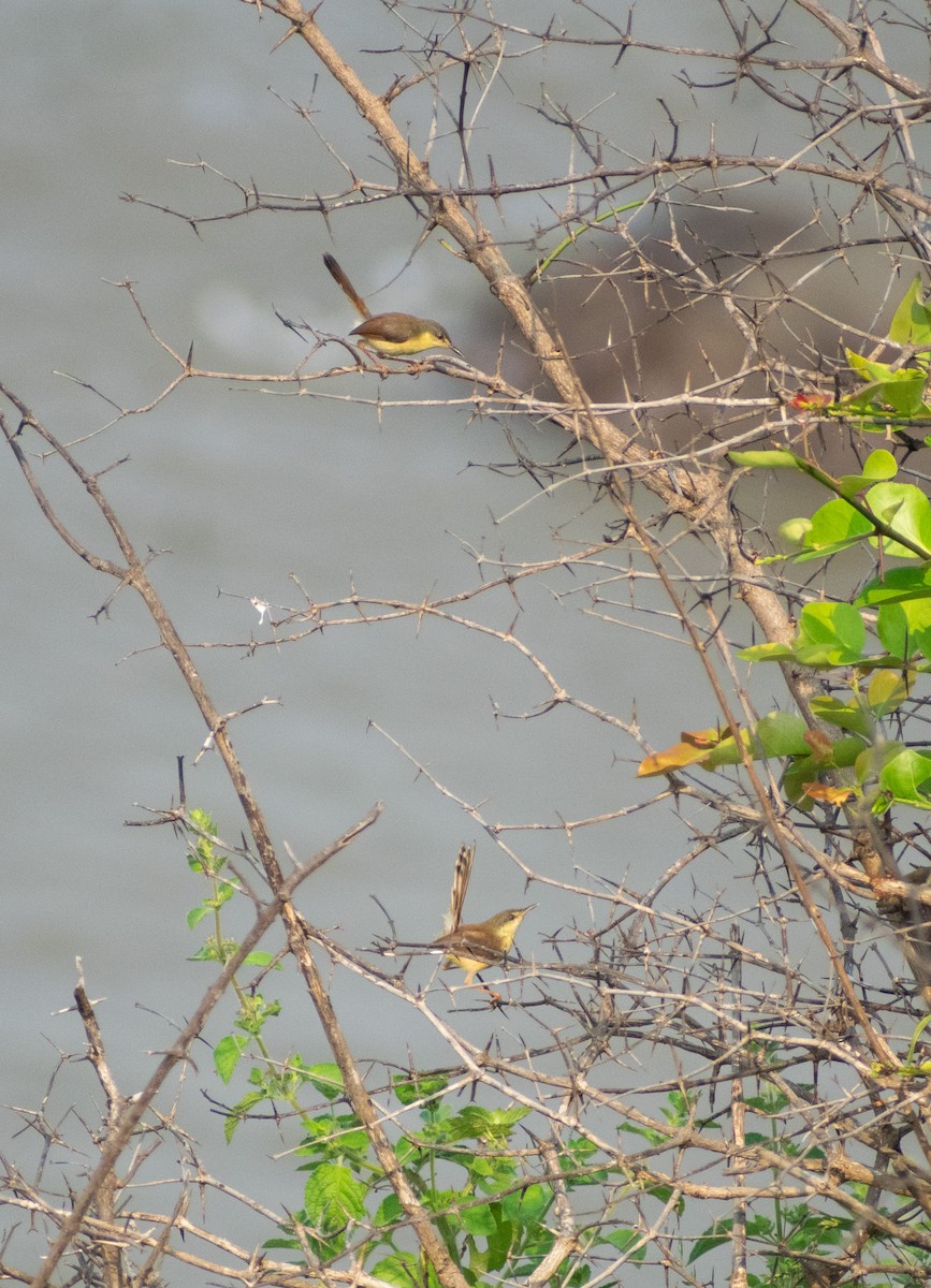 Ashy Prinia - ML645158810