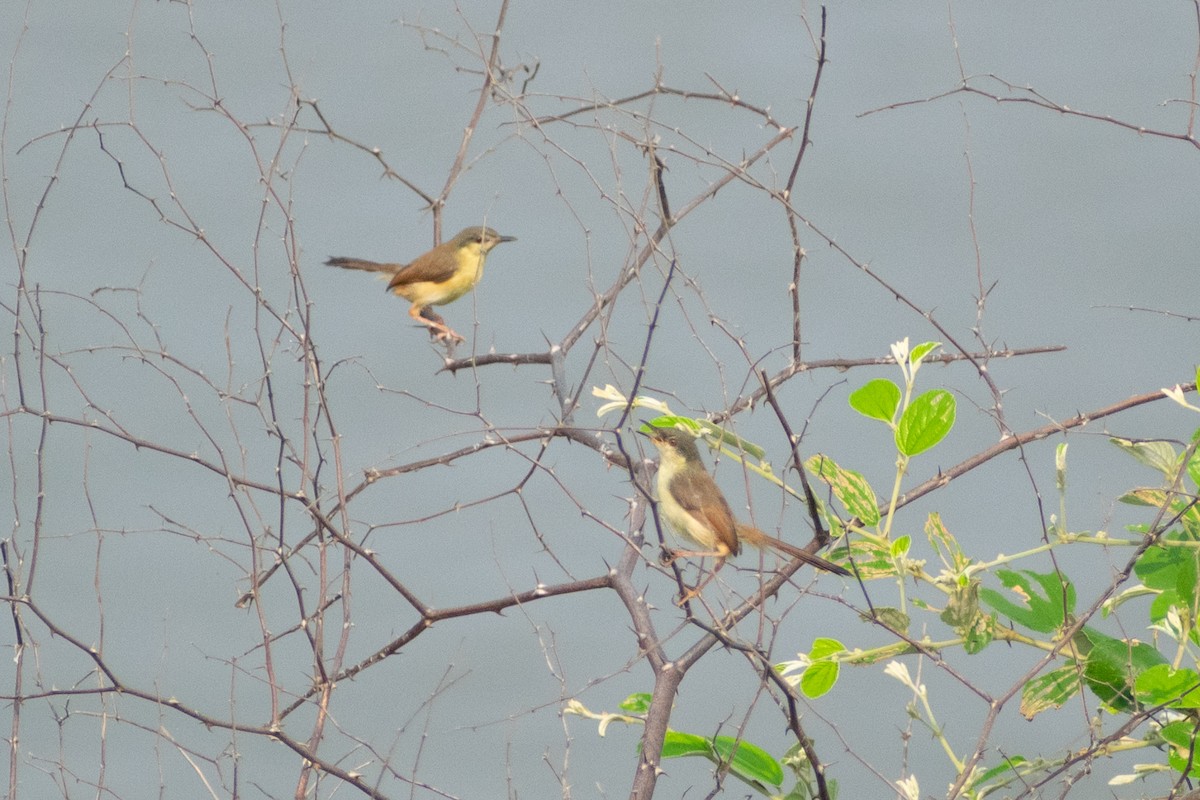Ashy Prinia - ML645158811