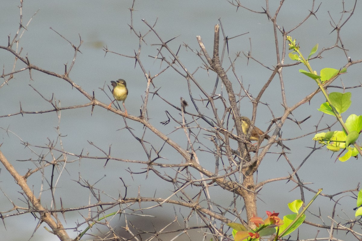 Ashy Prinia - ML645158812