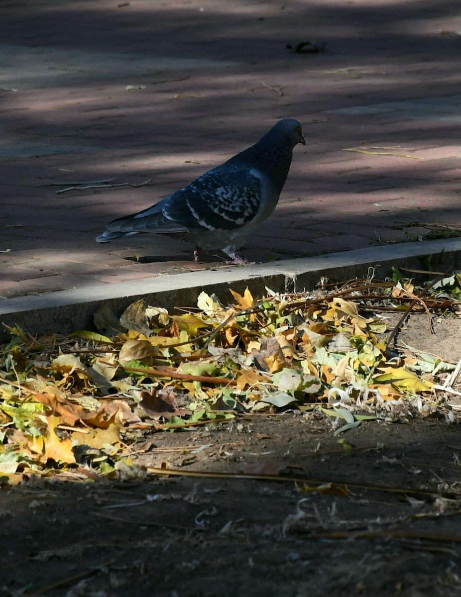 Hill Pigeon - ML645158831
