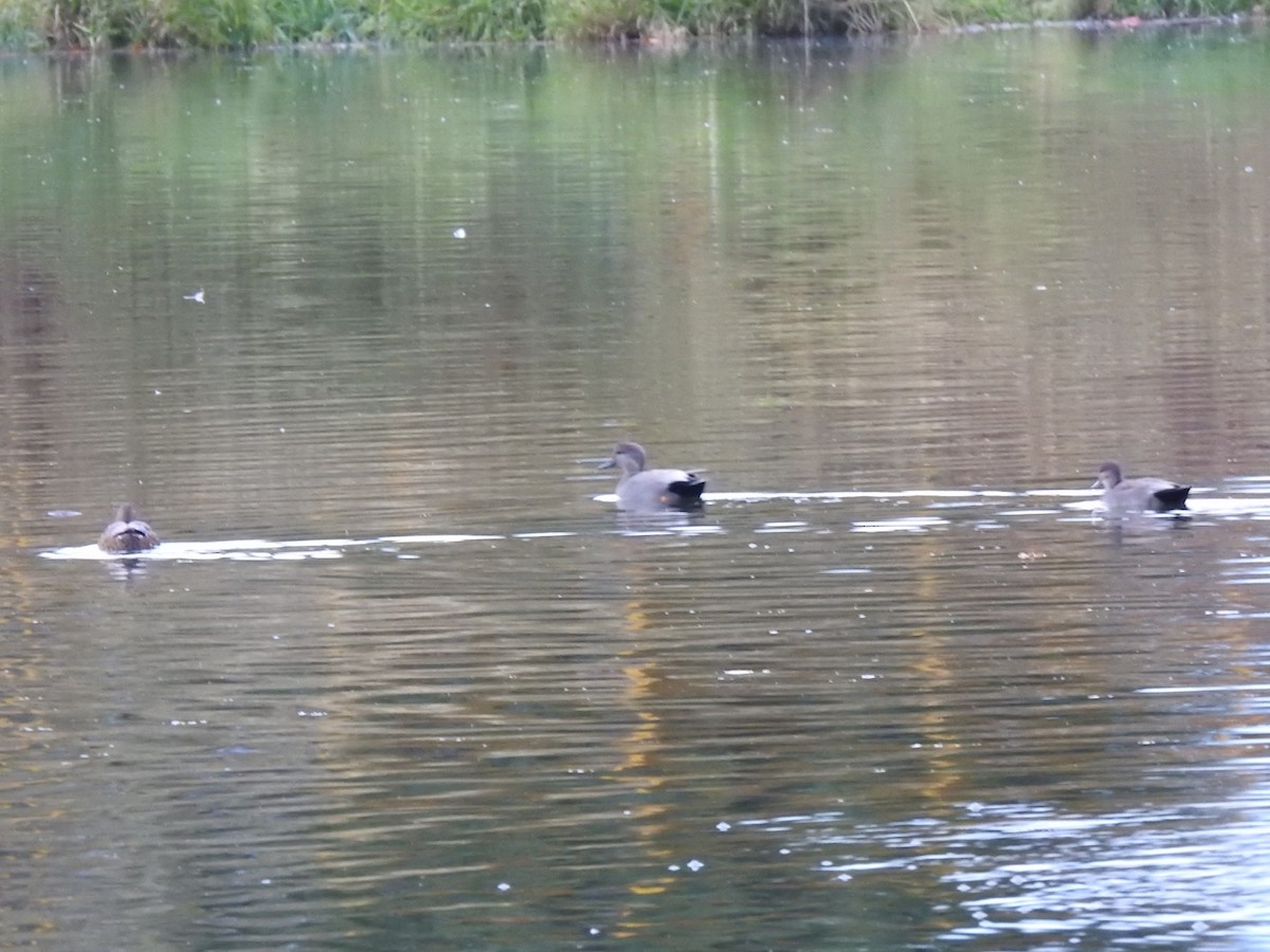 kopřivka obecná - ML645158834