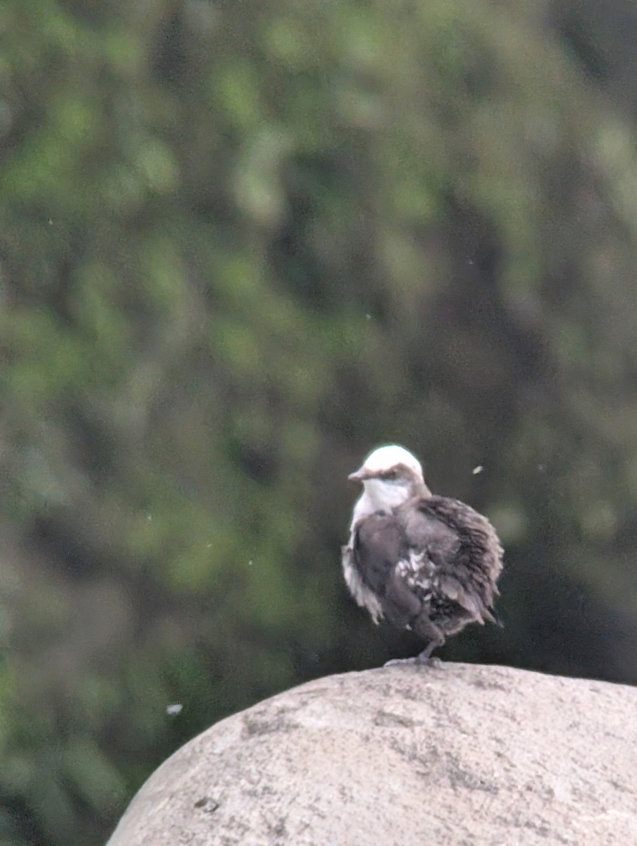 White-capped Dipper - ML645158838