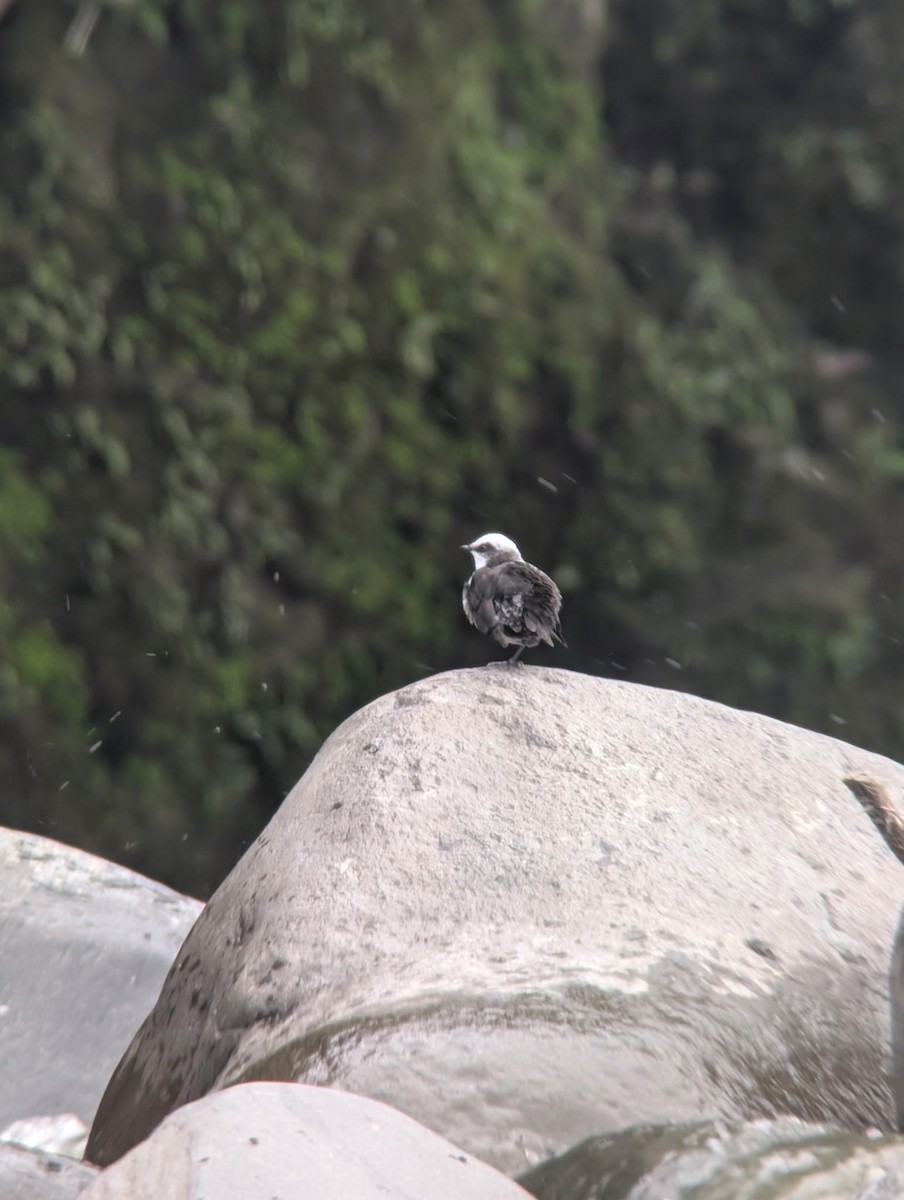 White-capped Dipper - ML645158839