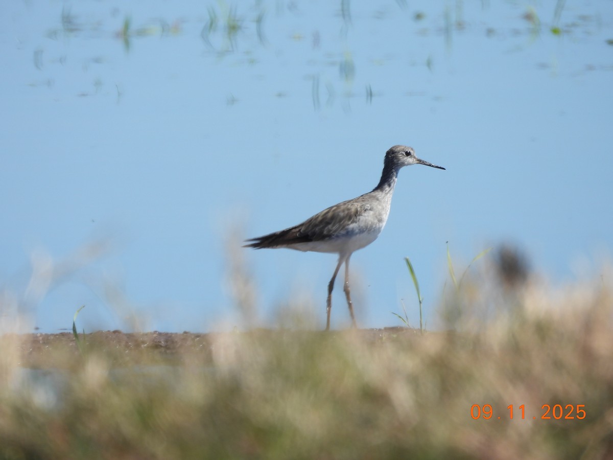 Lesser Yellowlegs - ML645158850