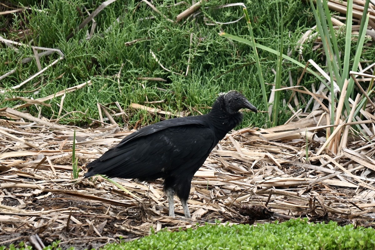 Black Vulture - ML645158853