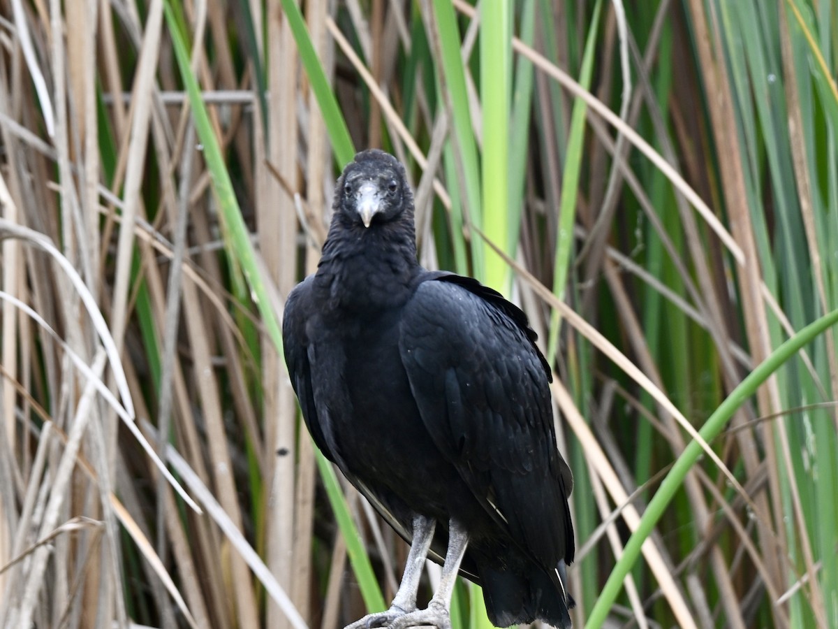 Black Vulture - ML645158854