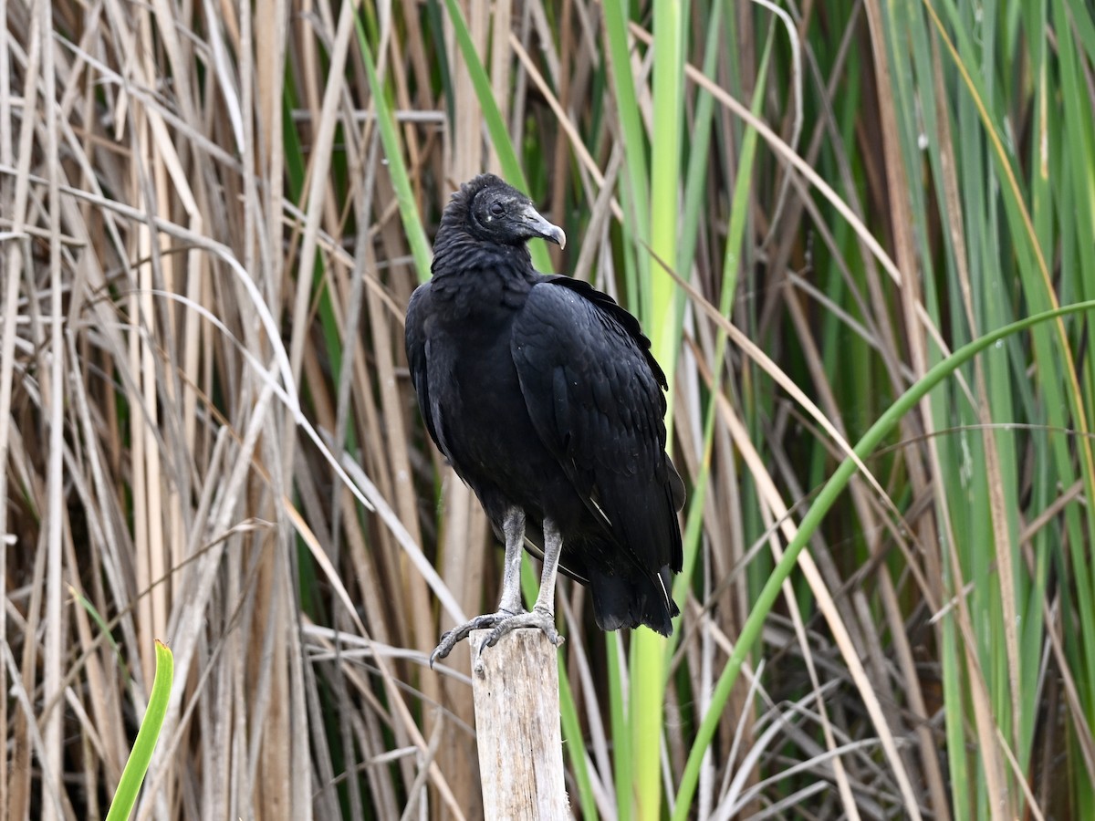 Black Vulture - ML645158855