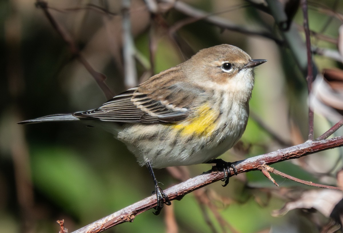 Taçlı Ötleğen - ML645158860