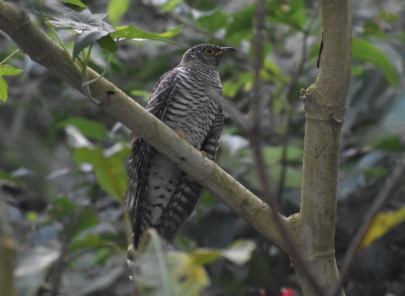 orientgjøk - ML645158862