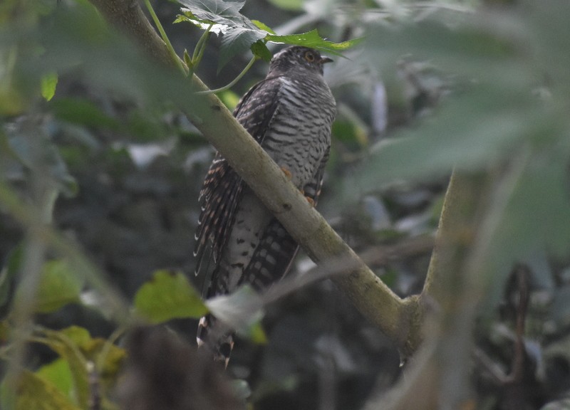 orientgjøk - ML645158863