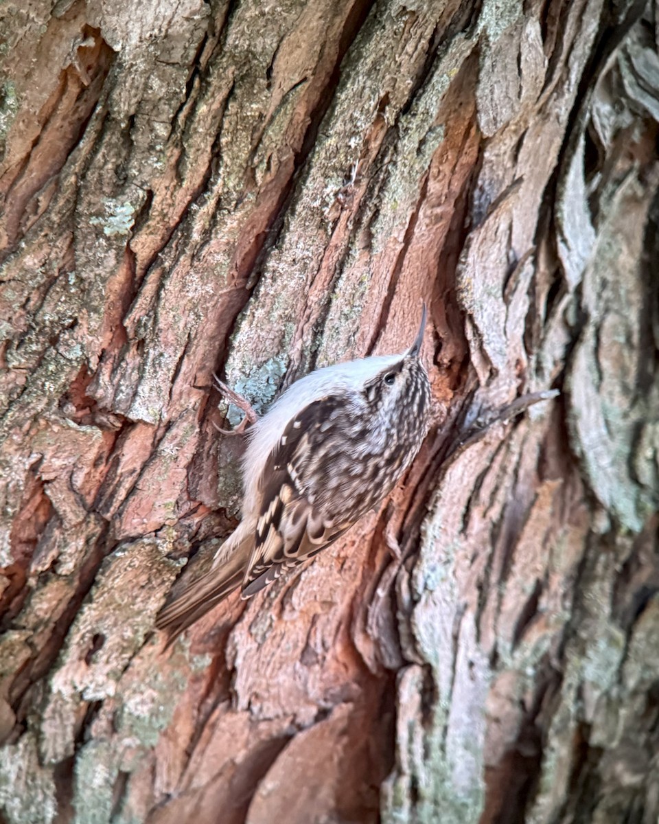 Brown Creeper - ML645158870