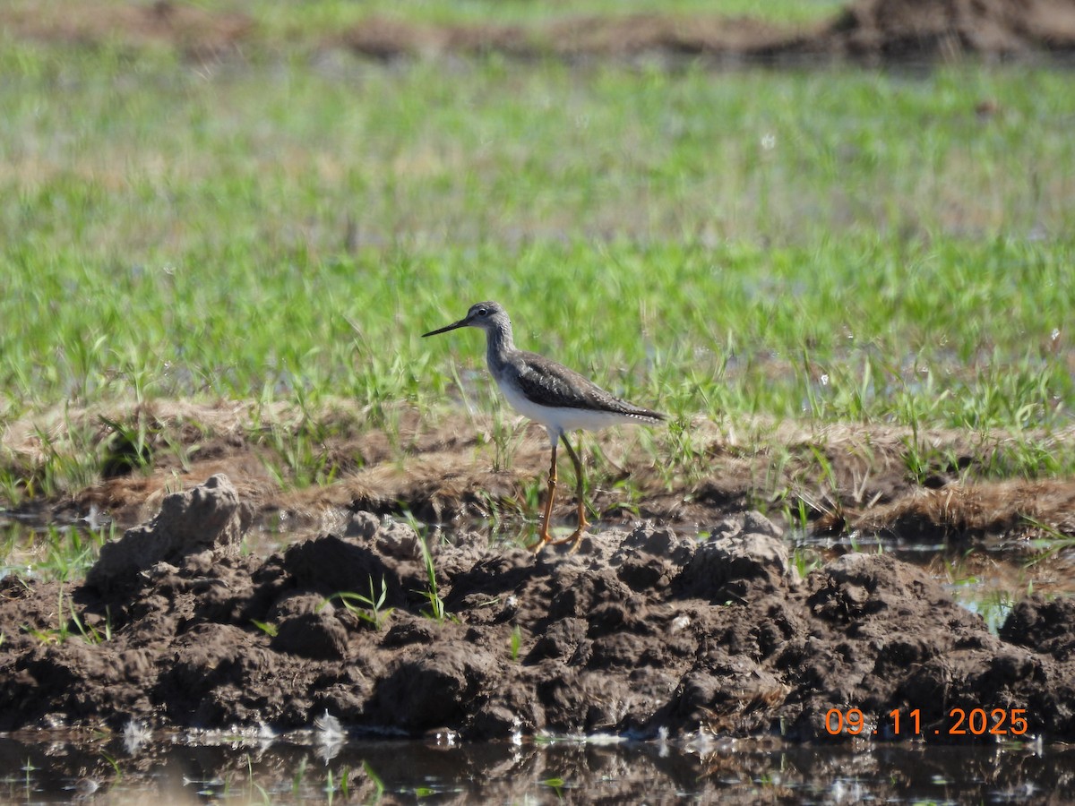 Greater Yellowlegs - ML645158878