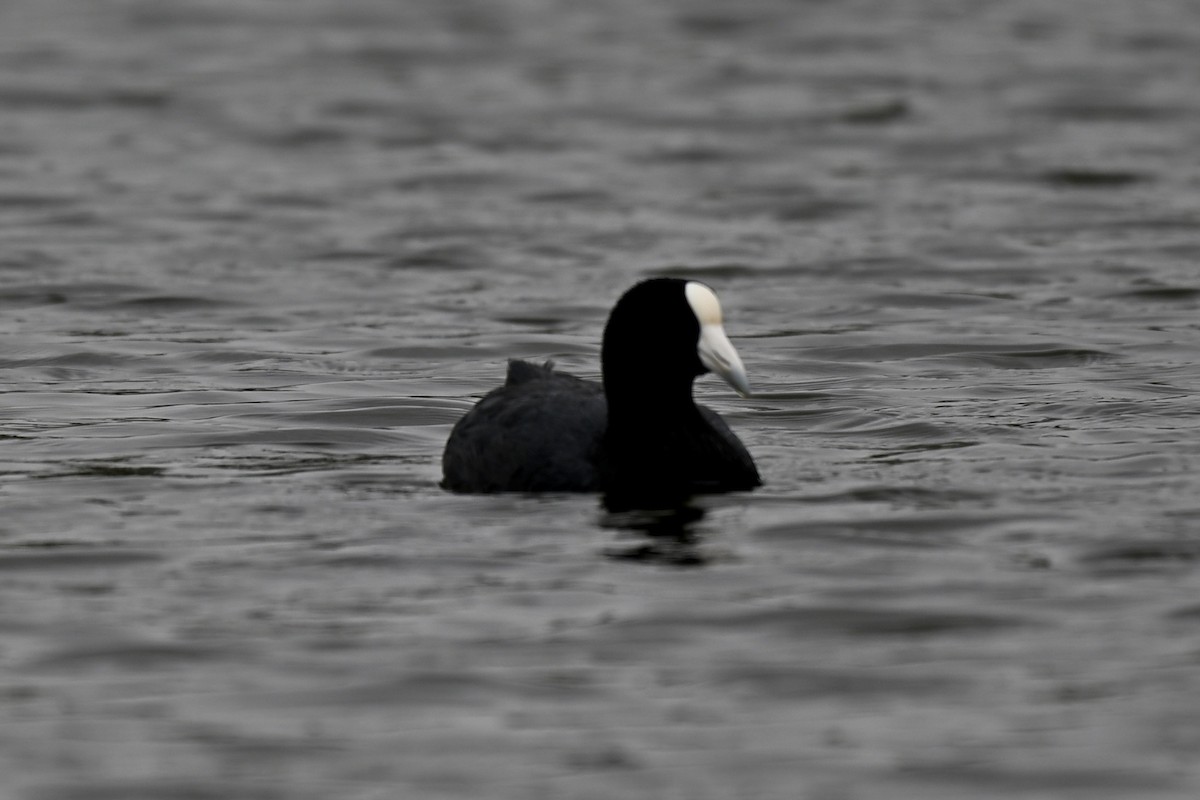 Slate-colored Coot - ML645158880