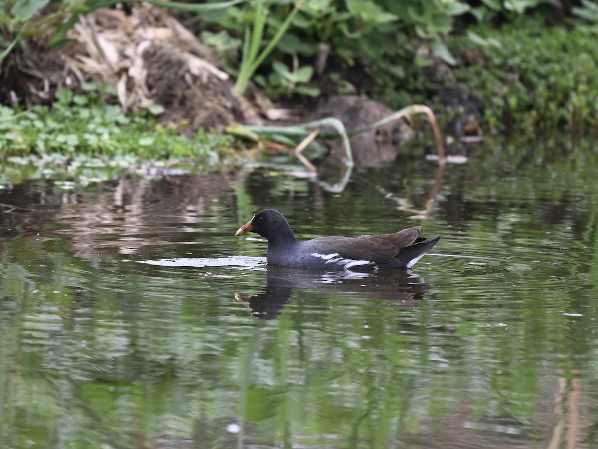 Slate-colored Coot - ML645158881