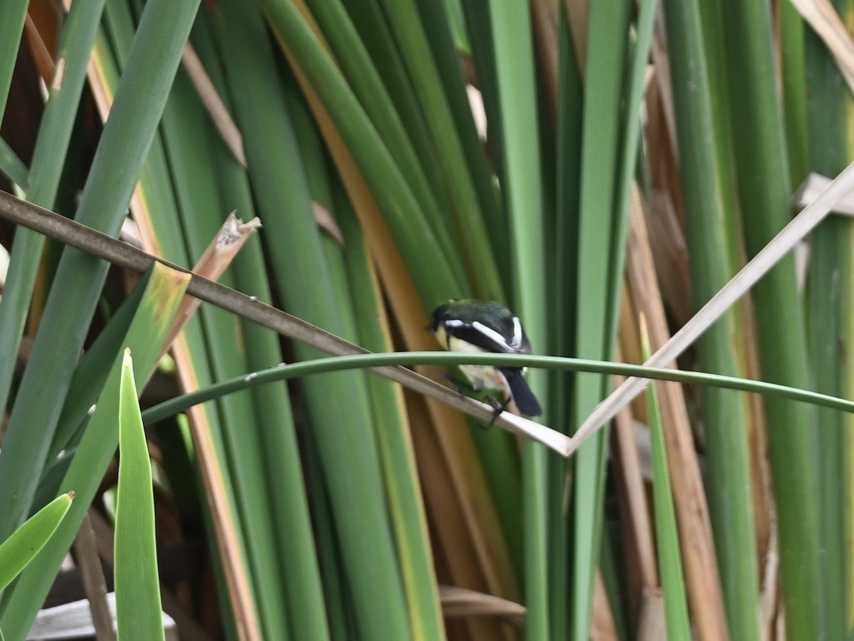 Many-colored Rush Tyrant - ML645158888