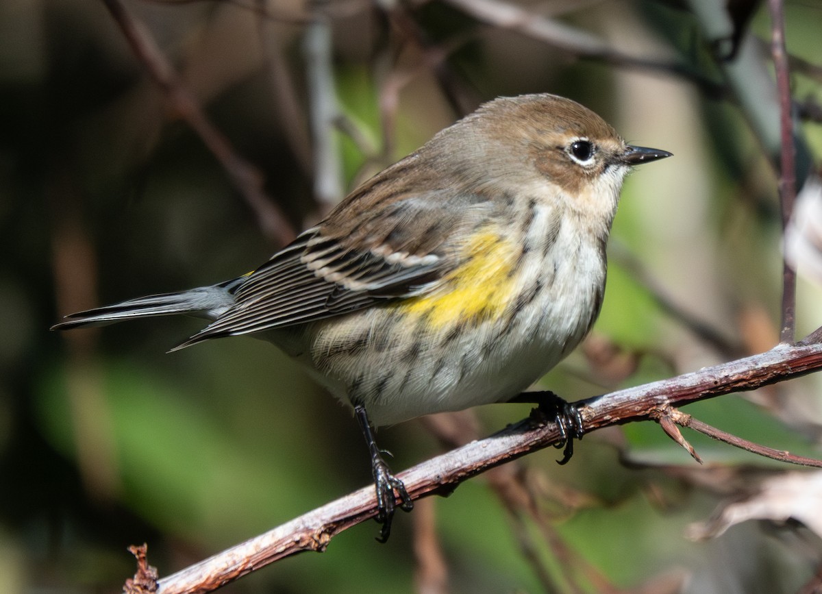 Taçlı Ötleğen - ML645158896