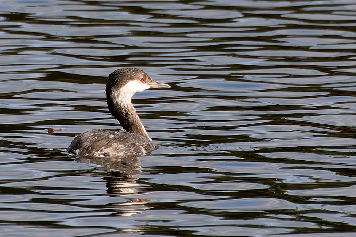 ミミカイツブリ - ML645158900