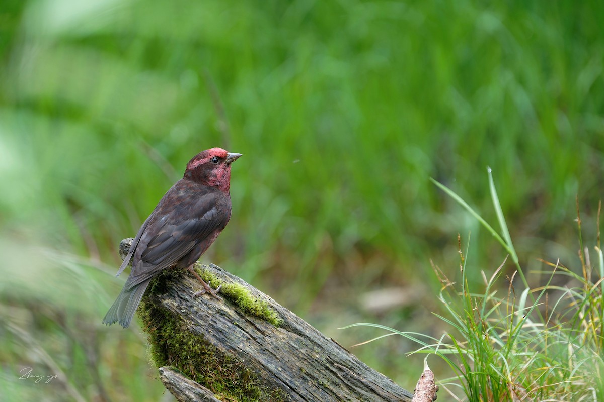 Dark-breasted Rosefinch - ML645158916